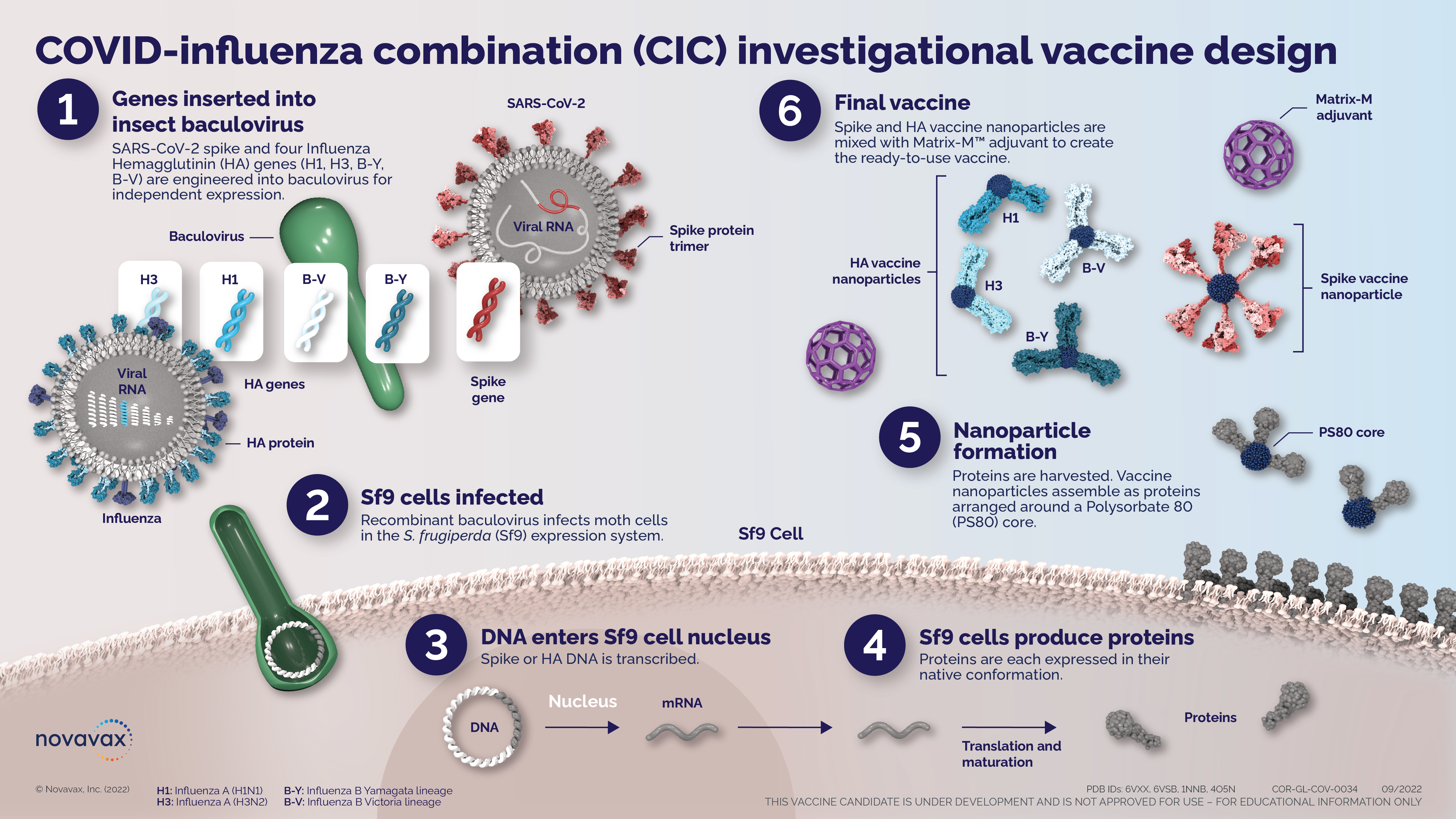 Infographic displaying the COVID-Influenza combination (CIC) investigational vaccine