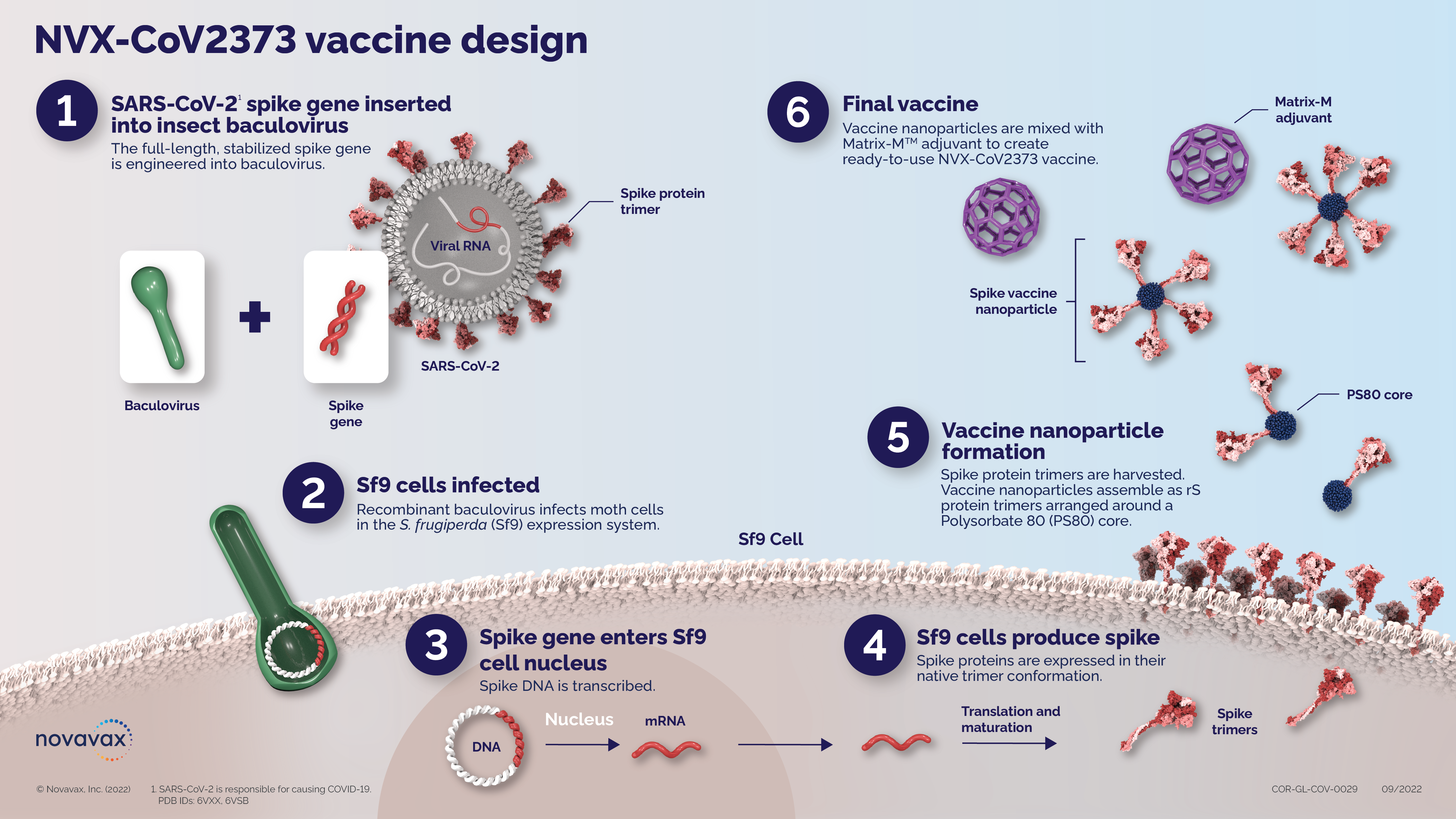 Infographic displaying the NVX-CoV2373 vaccine design