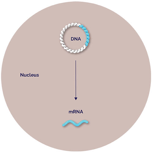 DNA enters Sf9 cell nucleu. Nucleus. DNA. mRNA.