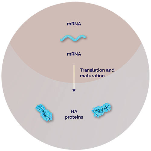 Sf9 cells produce proteins. mRNA. Translation and maturation. HA proteins.