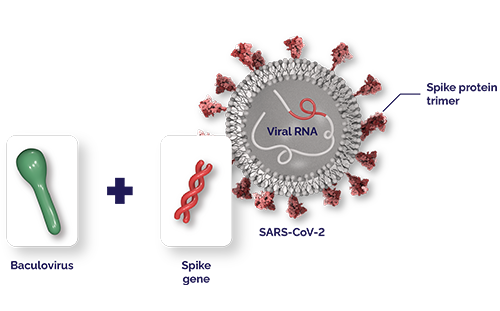Baculovirus.Modified spike protein gene. Viral genome. SARS-CoV-2.