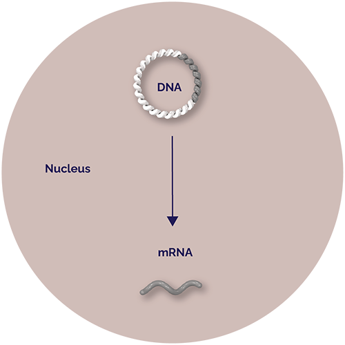 DNA enters Sf9 cell nucleus. DNA. Nucleus. mRNA.