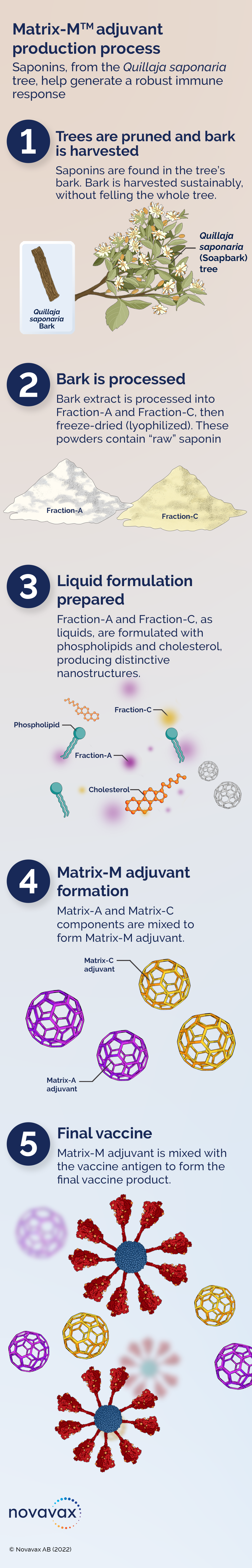 Infographic displaying the Matrix-M adjuvant production process