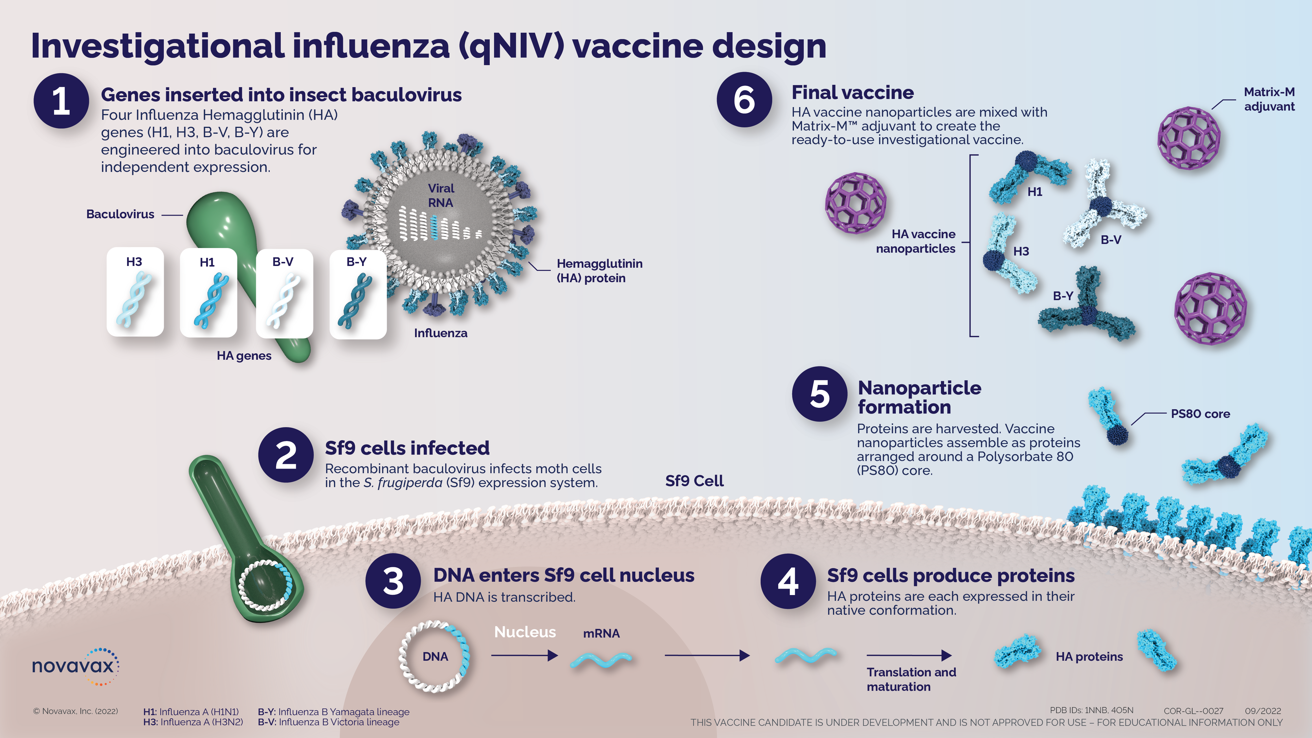 Infographic displaying of the Investigational influenza (qNIV) vaccine design.