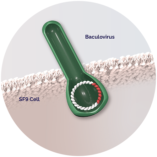 Sf9 cell. Baculovirus.