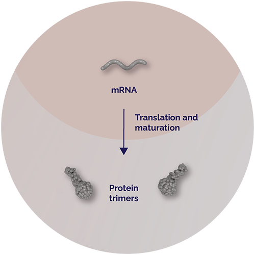 Sf9 cells produce proteins. mRNA. Translation and maturation. Protein trimers.