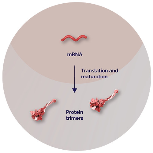mRNA. Translation and glycosylation. Spike protein trimers.