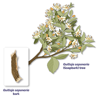 Quilliaja saponaria (Soapbark) tree. Bark containing saponins.