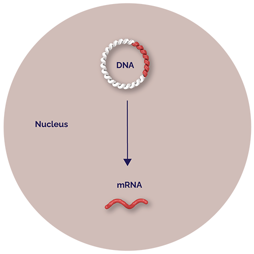 Spike protein gene. Nucleus. mRNA.