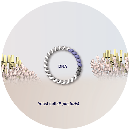Entry through electroporation. DNA. Yeast cell (P. pastoris). 