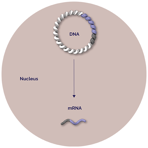 Stable recombination gene enters yeast cell nucleus. DNA. Nucleus. mRNA.