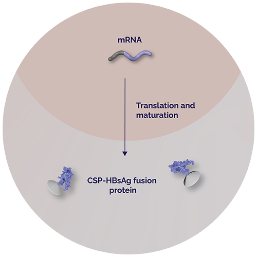 Yeast cell expresses fusion proteins. mRNA. Translation and maturation. CSP-HBsAg fusion protein.